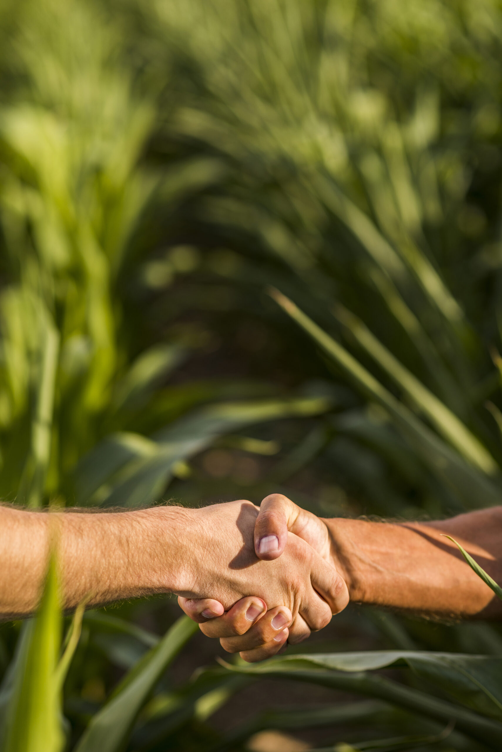 close-up-man-handshake-sunny-day close-up-man-handshake-sunny-day